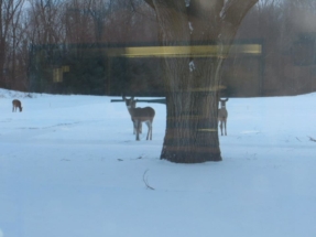wildlife