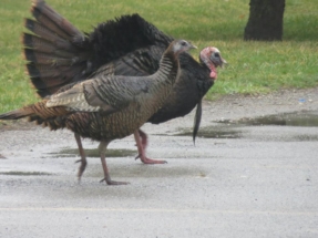 wildlife2