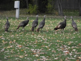 wildlife3