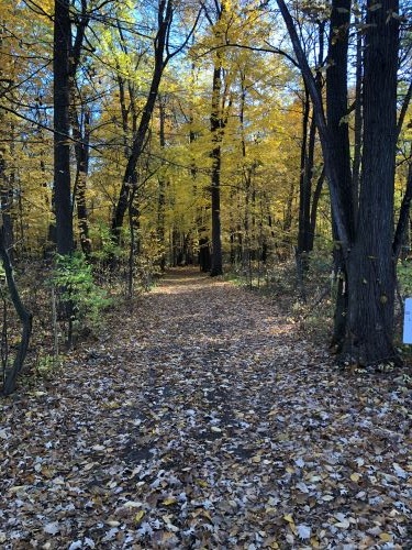Summer Trail